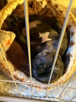pon 様のお迎えした子犬