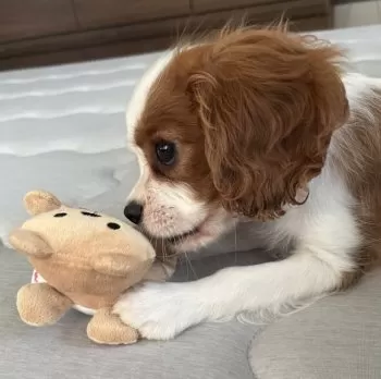 S.T 様のお迎えした子犬