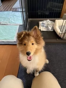 バター 様のお迎えした子犬
