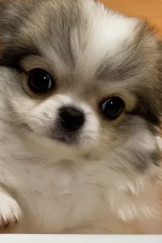 S.H 様のお迎えした子犬
