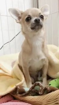 テギ 様のお迎えした子犬