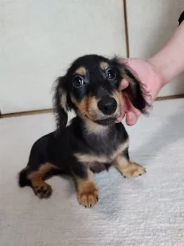 みかん 様のお迎えした子犬