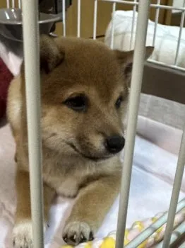 K.T 様のお迎えした子犬