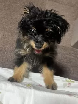 suu 様のお迎えした子犬