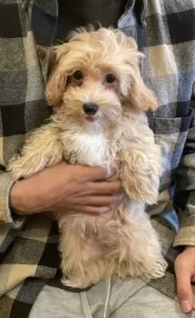 y 様のお迎えした子犬