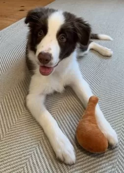 sepia 様のお迎えした子犬