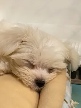 R.T 様のお迎えした子犬