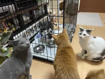 M.K 様のお迎えした子犬