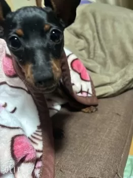 H.A 様のお迎えした子犬