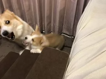 くぅ 様のお迎えした子犬