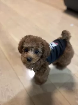 mi2 様のお迎えした子犬