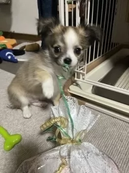 ひろこま 様のお迎えした子犬