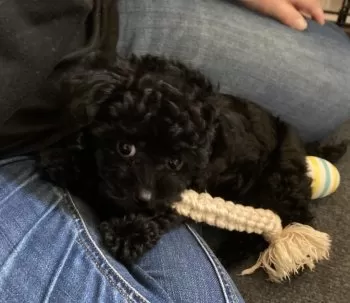 O 様のお迎えした子犬