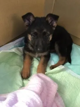 オリーブママ 様のお迎えした子犬