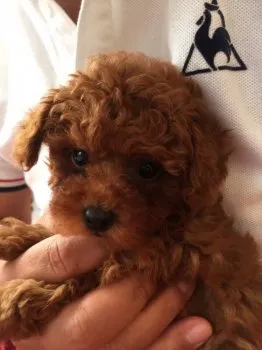 蕾神 様のお迎えした子犬