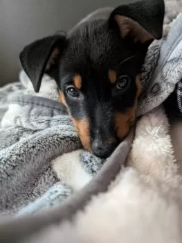 エース 様のお迎えした子犬