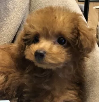 M.K 様のお迎えした子犬