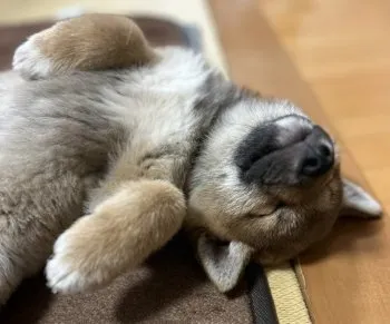 Y.H 様のお迎えした子犬