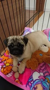 S.I 様のお迎えした子犬