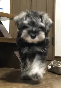 K.S 様のお迎えした子犬