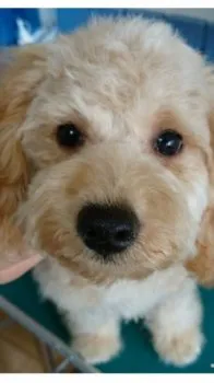 み〜 様のお迎えした子犬