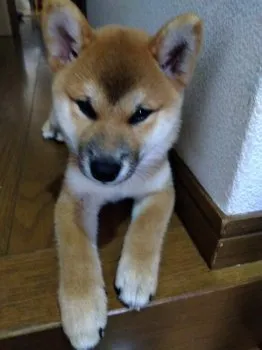 ミライ 様のお迎えした子犬