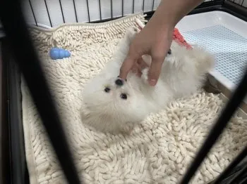 S.S 様のお迎えした子犬