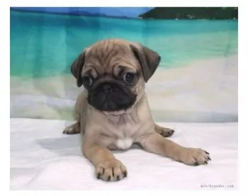 岩脇 様のお迎えした子犬
