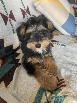 Y.O 様のお迎えした子犬