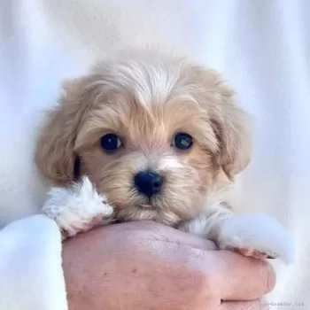O 様のお迎えした子犬
