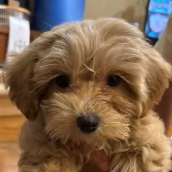 R.M 様のお迎えした子犬