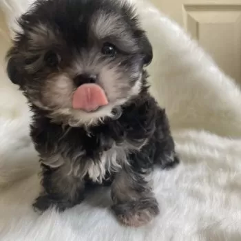 じゅんじゅん 様のお迎えした子犬