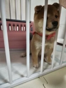 黒田 様のお迎えした子犬