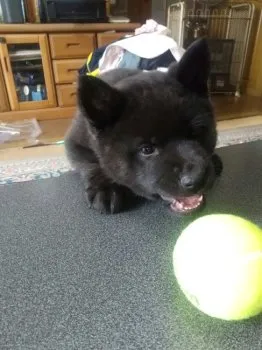 K.I 様のお迎えした子犬