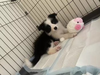 A.Y 様のお迎えした子犬