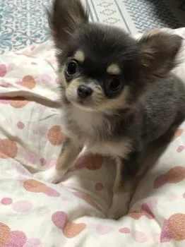 TN 様のお迎えした子犬