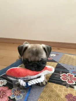 M.H 様のお迎えした子犬