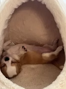 I 様のお迎えした子犬