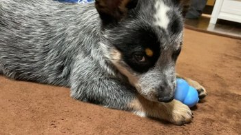 オーストラリアン キャトル ドッグの子犬をお迎えいただいたお客様の声 口コミ 評判 みんなのブリーダー