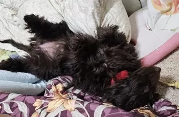 かお 様のお迎えした子犬