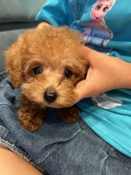 A.T 様のお迎えした子犬