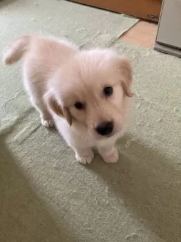 S.I 様のお迎えした子犬