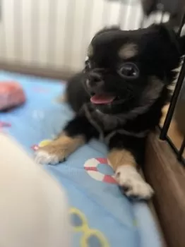 H.T 様のお迎えした子犬
