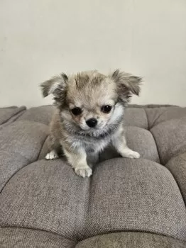 はっさく 様のお迎えした子犬