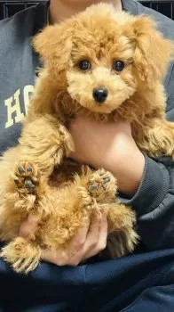 takabe 様のお迎えした子犬