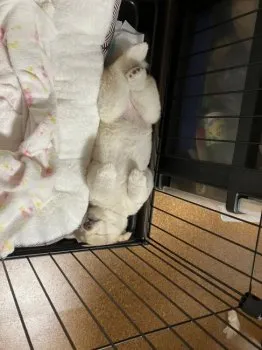 Kasmin 様のお迎えした子犬