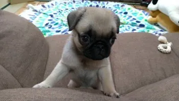 ちぃ 様のお迎えした子犬