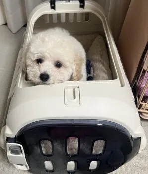 えり 様のお迎えした子犬