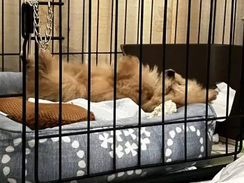 tama 様のお迎えした子犬