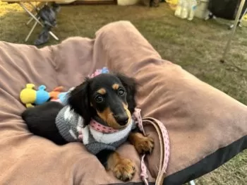 K.K 様のお迎えした子犬